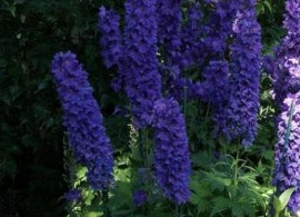 delfinium pagan purples pegan purpls  pitomnik polza (3)zn_enl